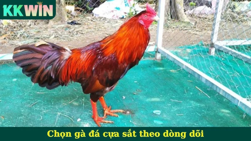 Chọn gà đá cựa sắt theo dòng dõi