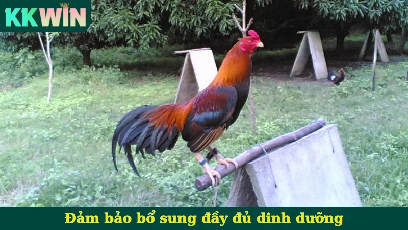 Đảm bảo bổ sung đầy đủ dinh dưỡng