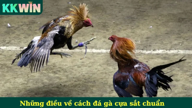 Những điều về cách đá gà cựa sắt chuẩn