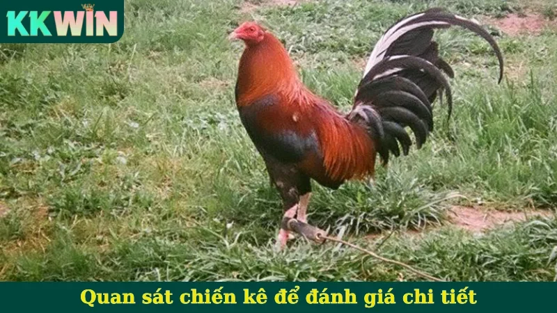 Quan sát chiến kê để đánh giá chi tiết