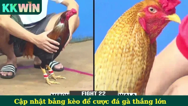 Cập nhật bảng kèo để cược đá gà thắng lớn