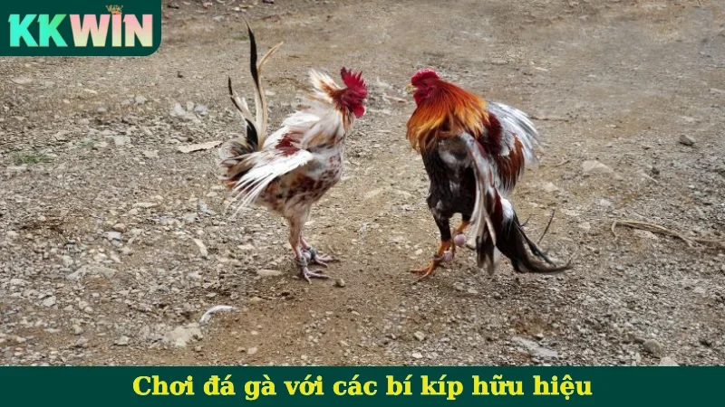 Chơi đá gà với các bí kíp hữu hiệu