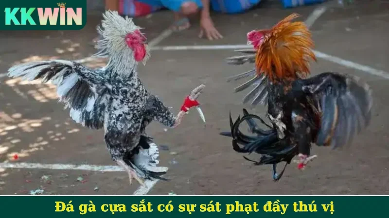 Đá gà cựa sắt có sự sát phạt đầy thú vị