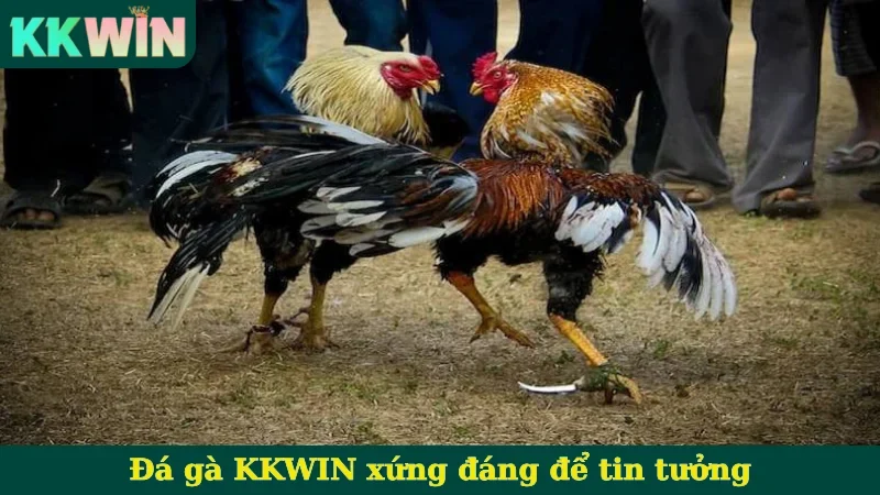 Đá gà KKWIN xứng đáng để tin tưởng
