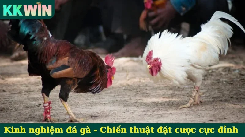 Kinh nghiệm đá gà