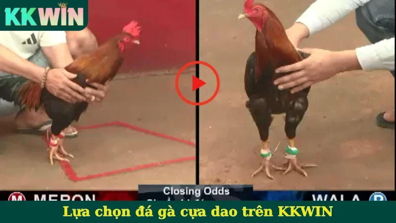 Lựa chọn đá gà cựa dao trên KKWIN