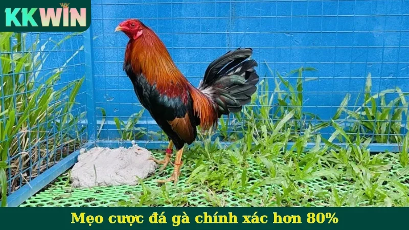 Mẹo đá gà Thomo