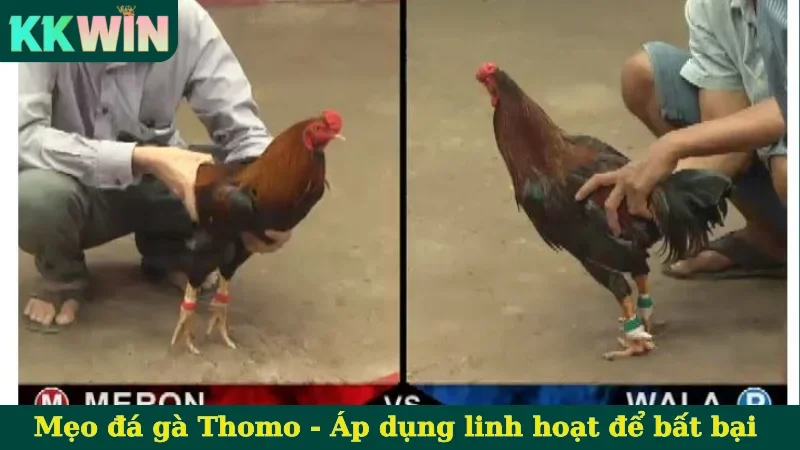 Mẹo cược đá gà chính xác hơn 80%