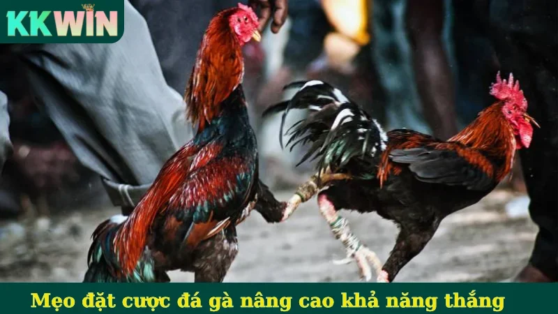Mẹo đặt cược đá gà nâng cao khả năng thắng