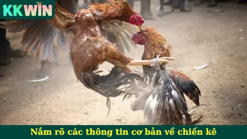 Nắm rõ các thông tin cơ bản về chiến kê