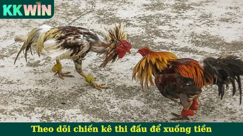 Theo dõi chiến kê thi đấu để xuống tiền