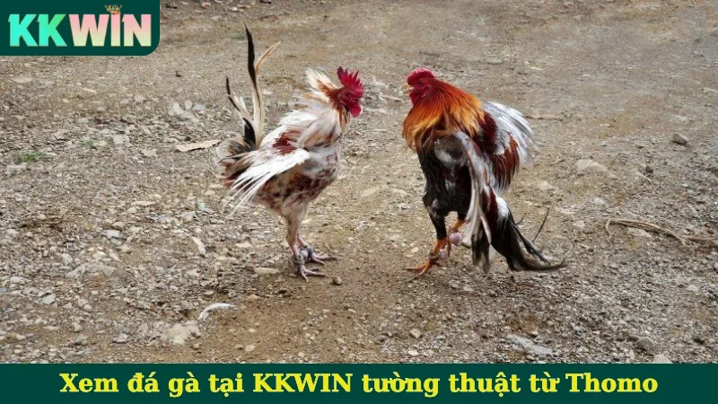 Xem đá gà tại KKWIN tường thuật từ Thomo
