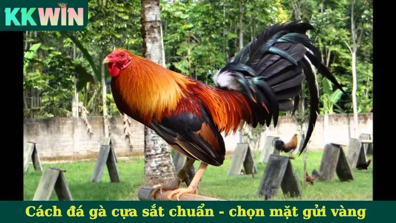 Cách đá gà cựa sắt chuẩn